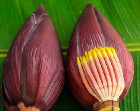 Fresh Banana Blossoms or Banana Flower, 2 Count
