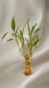 Generic 2 1 8 6" Buy Bunches, Get Free. Bunch of Live Lucky Bamboo Plants, Live Indoor Houseplant, Green, Natural