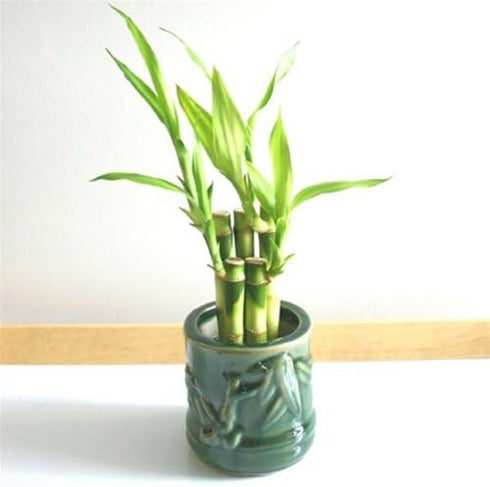 JM Bamboo !Lucky Bamboo!