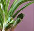 2 Chinese Cymbidium Goeringii - Easy Care Live Orchid Plant with Stems