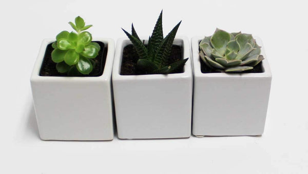 Athena's Garden A Set of 3 Live Succulents 2" in White Square Pots 3"
