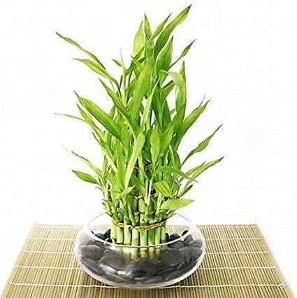 JM BAMBOO Jmbamboo- Lucky Bamboo - Tiered - Arrangement Arrives with Rocks, Vase