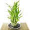 JM BAMBOO Jmbamboo- Lucky Bamboo - Tiered - Arrangement Arrives with Rocks, Vase
