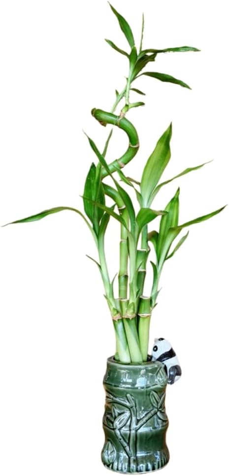 Generic 5-Stalk Live Lucky Bamboo Plant Arrangement with Ceramic Vase for Home, Office