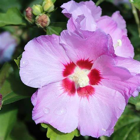 Generic Minerva Rose of Sharon (Althea Hibiscus Syriacus) Hardy Flowering Shrub with Lavender-Pink