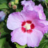 Generic Minerva Rose of Sharon (Althea Hibiscus Syriacus) Hardy Flowering Shrub with Lavender-Pink