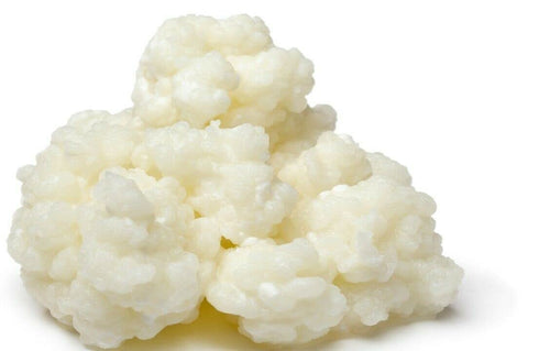 Fresh Live Milk Kefir Grains Probiotic Starter Cultures