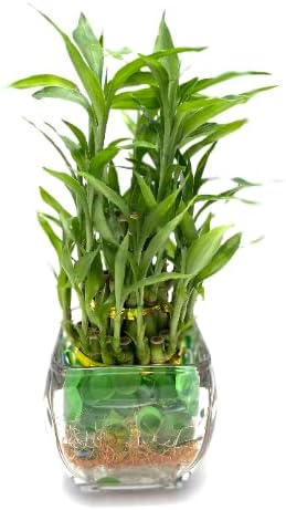 Generic Elegant Three-Tier Lucky Bamboo Arrangement in Glass with Green Marbles
