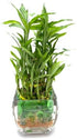 Generic Elegant Three-Tier Lucky Bamboo Arrangement in Glass with Green Marbles