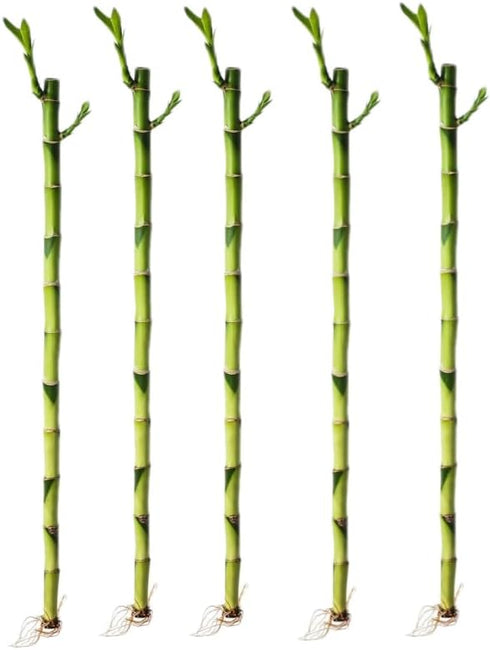 Generic 5 Stalks of 18 Inch Straight Lucky Bamboo with one Free Bottle