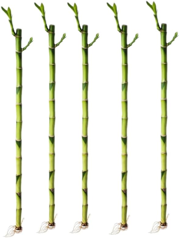 Generic 5 Stalks of 18 Inch Straight Lucky Bamboo with one Free Bottle