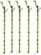 Generic 5 Stalks of 18 Inch Straight Lucky Bamboo with one Free Bottle