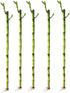 Generic 5 Stalks of 12 Inch Straight Lucky Bamboo with one Free Bottle