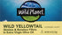 Wild Planet Wild Yellowtail Fillets in Organic Extra Virgin Olive Oil, Skinless & Boneless, 4.4 Ounce