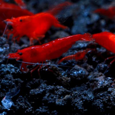 6 pack BLOODY MARY SHRIMP - shrimp - Live Fish for Aquarium - Exotic Freshwater Live Fish, Live Aquarium Fish, Live