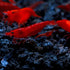 6 pack BLOODY MARY SHRIMP - shrimp - Live Fish for Aquarium - Exotic Freshwater Live Fish, Live Aquarium Fish, Live