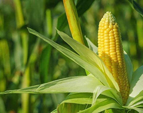 1 Food to Live Organic Super Sweet Corn, Freeze-Dried, Pound - Whole Kernels, Non-GMO, Kosher, Healthy Snack, Bulk