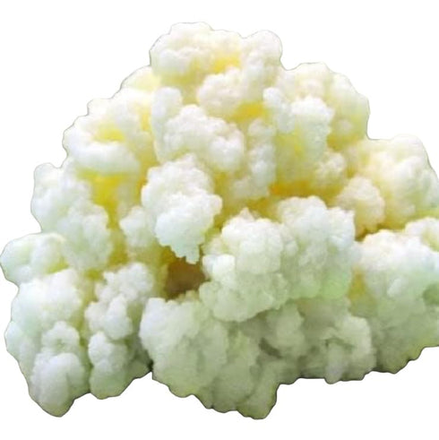 Generic Milk Kefir Grains for Making Probiotic Kefir Drink, strong probiotic, 1 TABLESPOON,