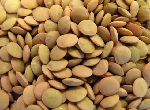 Generic 10 LBS DRIED LENTILS Beans | (Pounds) | USA Grown | Bulk Wholesale Supply