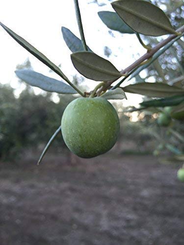 Olio Taibi 16.9 oz Nocellara Organic Extra Virgin Olive Oil