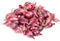 Votaniki Vegetable - Onion Bulbs, Red Baron Onion Sets - Large Onion and