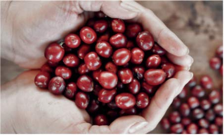 2.2 lb (1kg) Bristot Buongusto Italian Espresso Coffee Beans Whole Bean, Medium Roast, Low Acid Bag Smooth, Bold Flavor