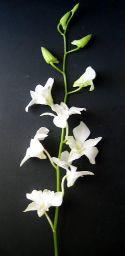 Just Orchids 20 Stemmed Fresh Flowers - Long White Dendrobium Orchids