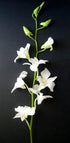 Just Orchids 20 Stemmed Fresh Flowers - Long White Dendrobium Orchids