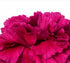 50 FlowerPrime Purple Carnations - Fresh Natural Cut Flowers