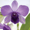 Aloha Hawaii Orchids Dendrobium Aridang Blue Orchid Comes in 4" Pot, Beautiful Plants from Hawaii