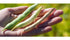 10 High Plains Mayocoba Beans | Pound Bag | Farm-fresh Peruvian | Non-GMO Verified | High Protein & Fiber Source | Dry