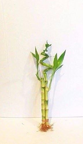 JM BAMBOO 3 Stalks of Lucky Bamboo Live Real Plant from Jmbamboo
