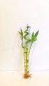 JM BAMBOO 3 Stalks of Lucky Bamboo Live Real Plant from Jmbamboo