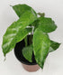 Calathea Musaica Network Prayer Plant - 3 Live Plants in 4 Inch