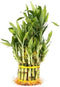 Generic 3 Tier 4"" 6"" 8"" Lucky Bamboo stalks for Feng Shui (Total