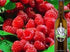 VSOP (750 ml 25.36 oz) Raspberry Aged Dark Balsamic Vinegar of Modena /