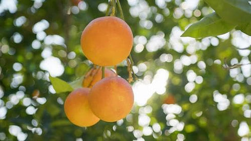 RawJoy (8 lb) Orange fruits fresh hand picked from orchard naturally grown farm produce