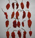 Set 10 10 10 2 (36 Wicked Tickle Spice Gift Ghost, Scorpion, Carolina Reaper Peppers + Free Each Total)
