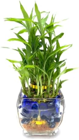 Generic Three-Tier Lucky Bamboo Plant Arrangement with Decorative Blue Marbles
