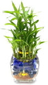 Generic Three-Tier Lucky Bamboo Plant Arrangement with Decorative Blue Marbles