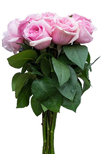 Flower Explosion 24 Stems - Fresh Cut Titanic Light Pink Rose Bouquet from
