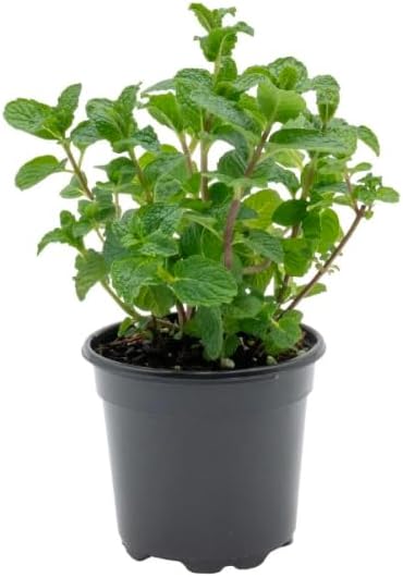 Generic 3 Pack 4 Inch Live Peppermint Plants, in Pots, Fresh Culinary Herb. California Delivery