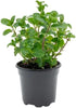 Generic 3 Pack 4 Inch Live Peppermint Plants, in Pots, Fresh Culinary Herb. California Delivery