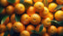 RawJoy Orange fruits fresh hand picked from orchard naturally grown farm produce (18
