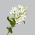 Cassiolina 10 Stem Fresh Cut Blue Star Flowers Tweedia Bouquet Stems for Wedding Floral Arrangement Home Decoration