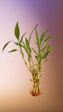 Generic 2 1 8 6" Buy Bunches, Get Free. Bunch of Live Lucky Bamboo Plants, Live Indoor Houseplant, Green, Natural