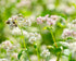 10 Food to Live Organic Buckwheat Groats, Pounds Whole Grain Buckwheat Seeds by Food to Live. Hulled, Non-GMO, Kosher