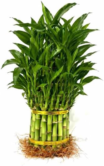 Generic Larger 3 Tier 5" 7" 9" Lucky Bamboo stalks for Feng Shui