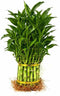 Generic Larger 3 Tier 5" 7" 9" Lucky Bamboo stalks for Feng Shui