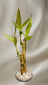 Generic 2 (3 4-6 inches) bunchs of Live Lucky Bamboo Tiered Stalks for Feng Shui, Easy Home, Office Dcor & Positive